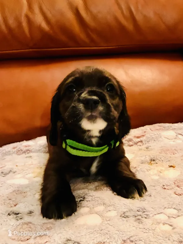 Luka – Cocker Spaniel puppy for sale in Irvine, CA