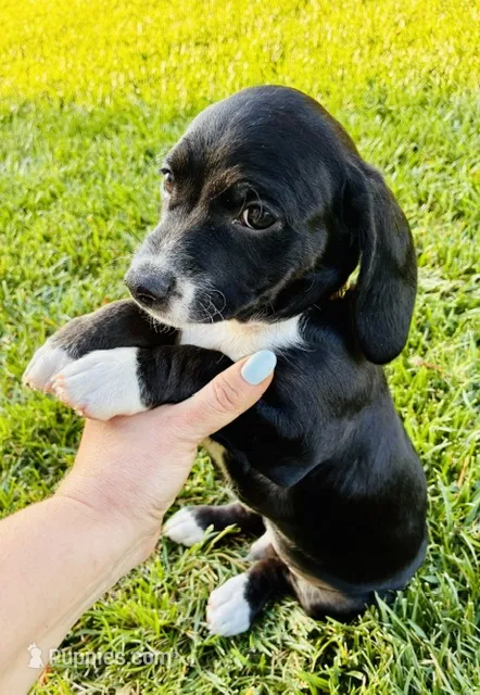 Ricky – Cocker Spaniel puppy for sale in Irvine, CA