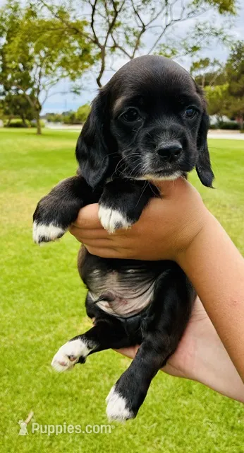 Boston – Cocker Spaniel puppy for sale in Irvine, CA