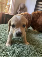Daisy, a female Cocker Spaniel for sale in Los Angeles, CA – 2 of 2