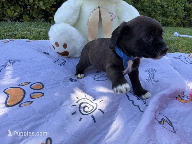 Boston – Cocker Spaniel puppy for sale in Irvine, CA