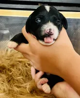 Ricky, a male Cocker Spaniel for sale in Irvine, CA – 3 of 3
