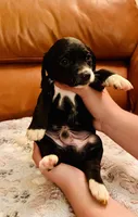 Ricky, a male Cocker Spaniel for sale in Irvine, CA – 2 of 3