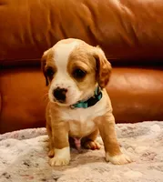 Cooper, a male Cocker Spaniel for sale in Irvine, CA – 1 of 2