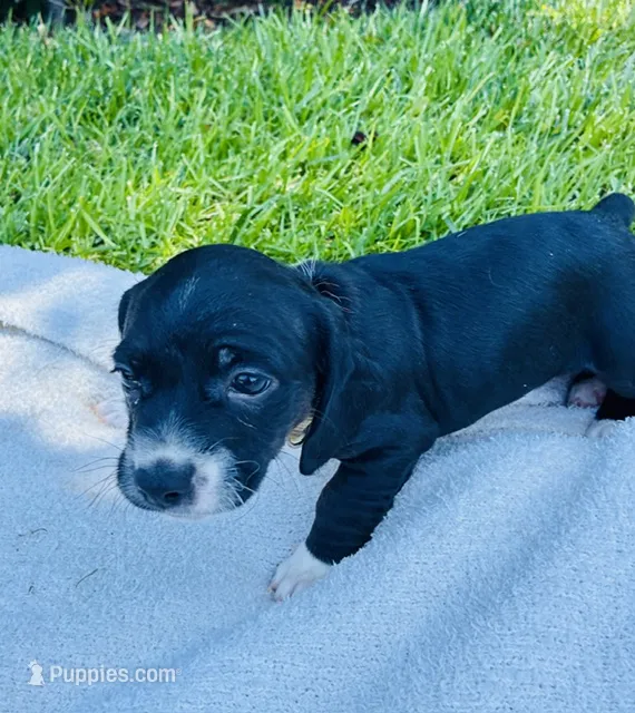 Ricky – Cocker Spaniel puppy for sale in Irvine, CA