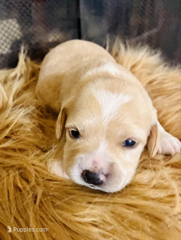 Daisy – Cocker Spaniel puppy for sale in Los Angeles, CA