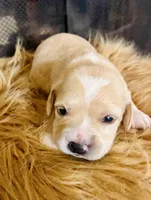 Daisy, a female Cocker Spaniel for sale in Los Angeles, CA – 1 of 2
