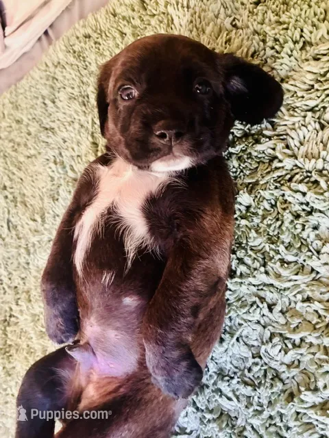 Boston – Cocker Spaniel puppy for sale in Los Angeles, CA