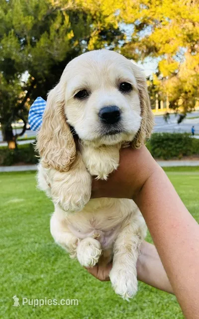 Ethan – Cocker Spaniel puppy for sale in Irvine, CA