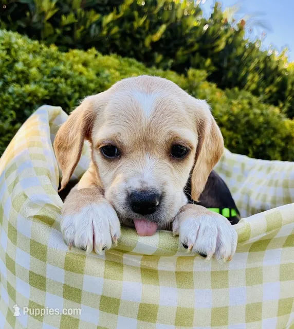 Daisy – Cocker Spaniel puppy for sale in Irvine, CA