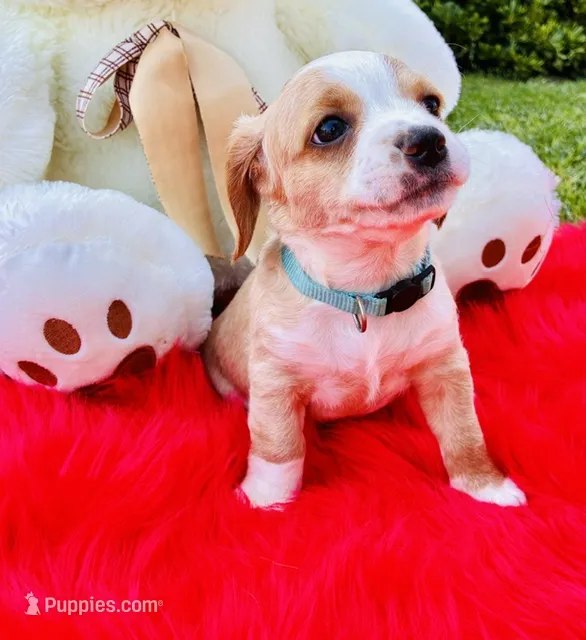 Cooper – Cocker Spaniel puppy for sale in Irvine, CA