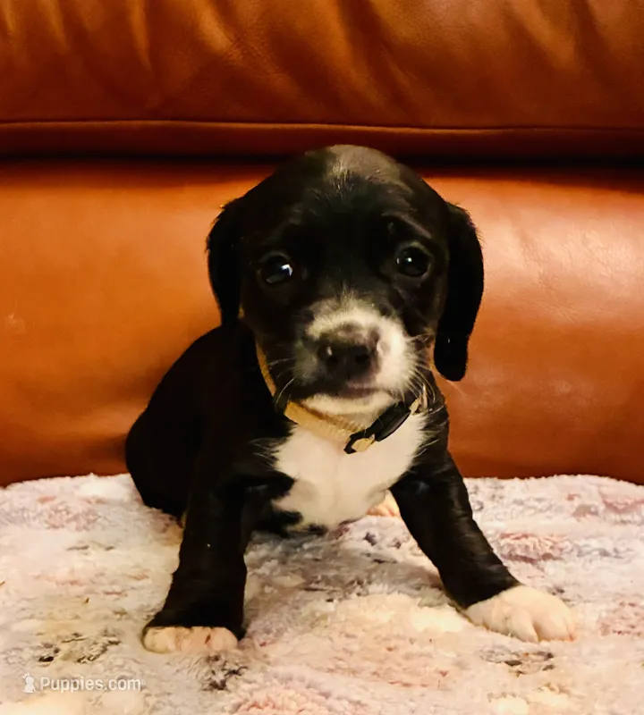 Ricky – Cocker Spaniel puppy for sale in Irvine, CA