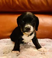 Ricky, a male Cocker Spaniel for sale in Irvine, CA – 1 of 3