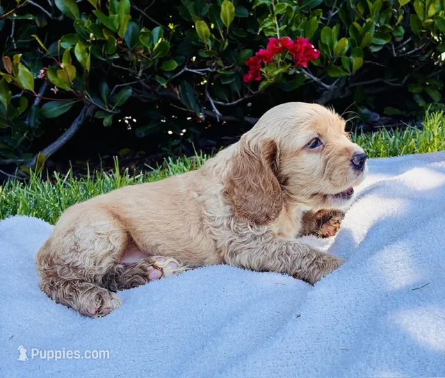 Benji – Cocker Spaniel puppy for sale in Irvine, CA