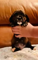 Luka, a male Cocker Spaniel for sale in Irvine, CA – 2 of 3