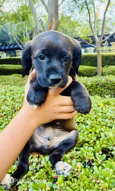 Ricky – Cocker Spaniel puppy for sale in Irvine, CA