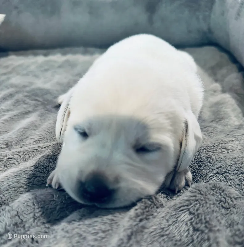 Yellow boy  – Labrador Retriever puppy for sale in Hampstead, NC