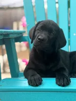 Black boy mason, a male Labrador Retriever for sale in Hampstead, NC – 3 of 9