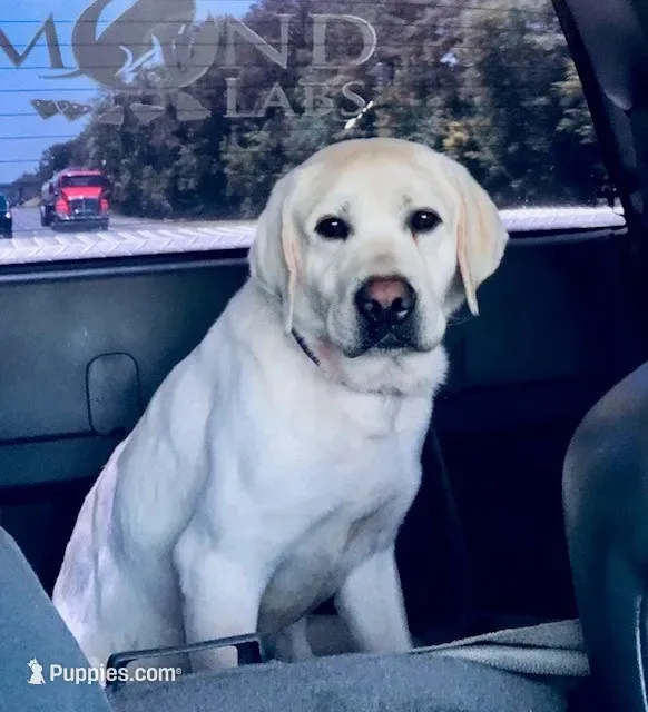 Yellow boy 3, a male Labrador Retriever for sale in Hampstead, NC – 6 of 6