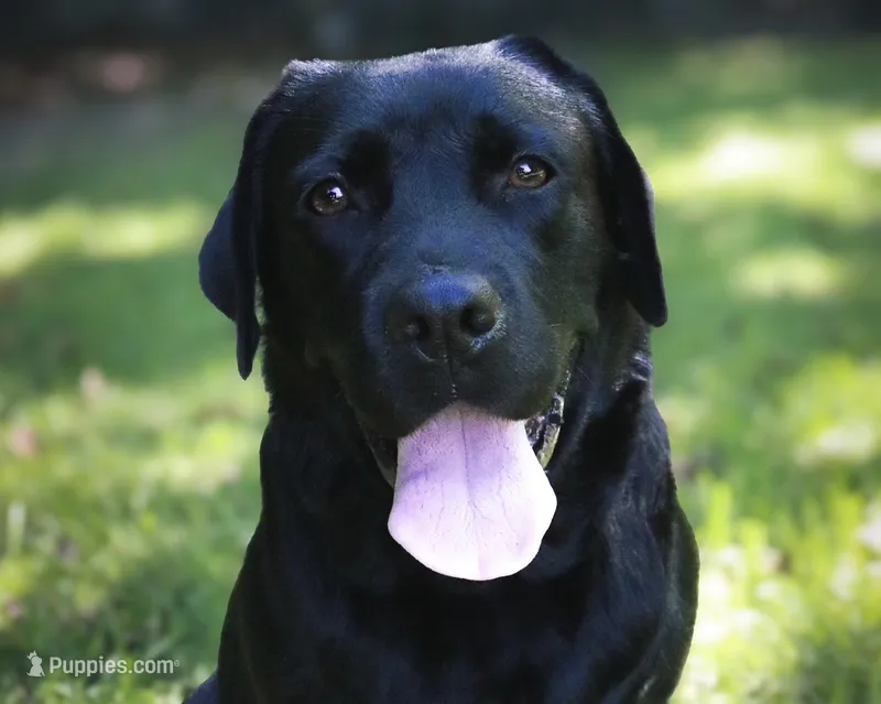 Black boy 3 – Labrador Retriever puppy for sale in Hampstead, NC