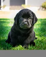Black puppy lab 1, a male Labrador Retriever for sale in Hampstead, NC – 2 of 5