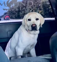 Yellow boy , a male Labrador Retriever for sale in Hampstead, NC – 2 of 3