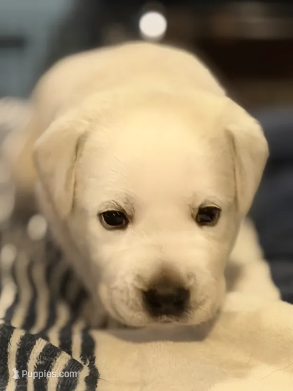 Yellow boy 3 – Labrador Retriever puppy for sale in Hampstead, NC