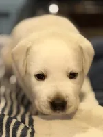 Yellow boy 3, a male Labrador Retriever for sale in Hampstead, NC – 1 of 6