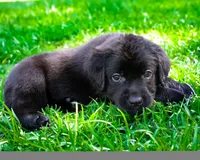 Black boy 3, a male Labrador Retriever for sale in Hampstead, NC – 2 of 5