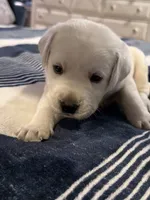 Yellow boy 3, a male Labrador Retriever for sale in Hampstead, NC – 2 of 6