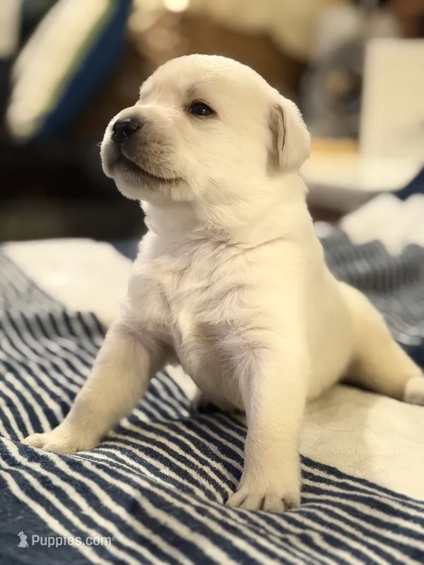 Yellow boy 4  – Labrador Retriever puppy for sale in Hampstead, NC