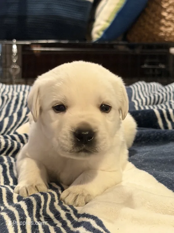 Yellow boy 4  – Labrador Retriever puppy for sale in Hampstead, NC