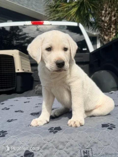 Yellow boy 4  – Labrador Retriever puppy for sale in Hampstead, NC