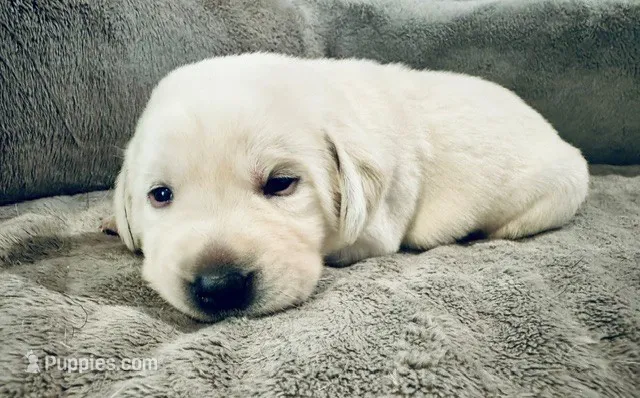 Yellow boy 4  – Labrador Retriever puppy for sale in Hampstead, NC