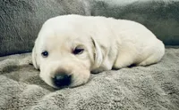 Yellow boy 4 , a male Labrador Retriever for sale in Hampstead, NC – 3 of 5
