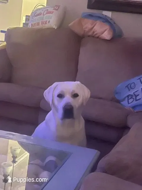 Yellow boy 3, a male Labrador Retriever for sale in Hampstead, NC – 5 of 6