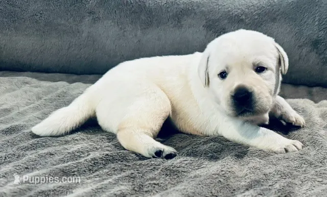Yellow boy 4  – Labrador Retriever puppy for sale in Hampstead, NC