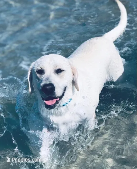 Yellow boy 3, a male Labrador Retriever for sale in Hampstead, NC – 4 of 6