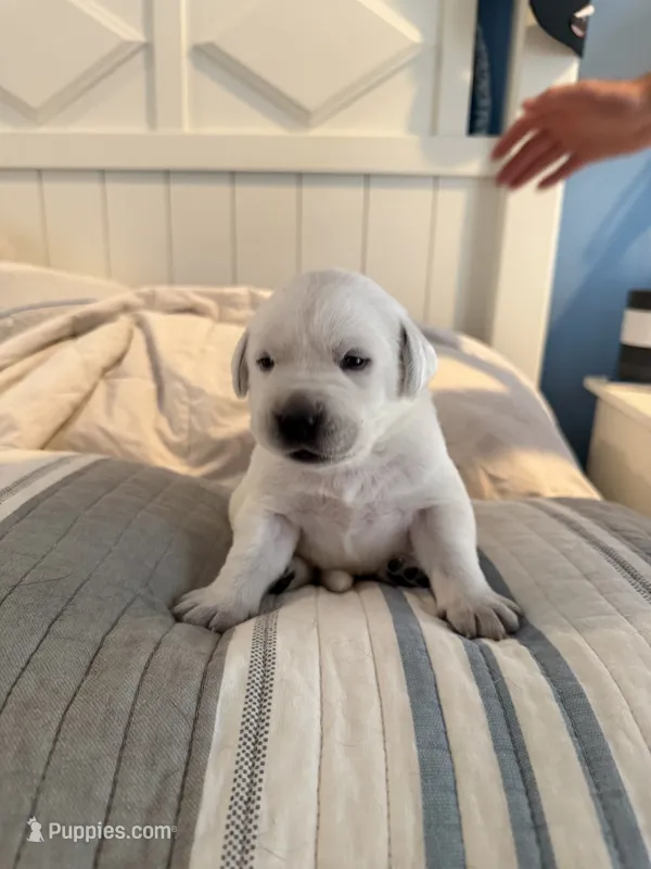 Yellow boy  – Labrador Retriever puppy for sale in Hampstead, NC