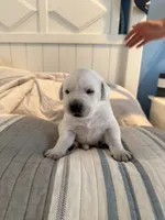 Yellow boy , a male Labrador Retriever for sale in Hampstead, NC – 3 of 6