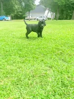 Black boy Charlie, a male Labrador Retriever for sale in Hampstead, NC – 2 of 8