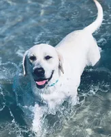 Yellow boy , a male Labrador Retriever for sale in Hampstead, NC – 3 of 3
