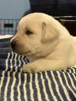 Yellow boy , a male Labrador Retriever for sale in Hampstead, NC – 2 of 6