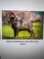 Black boy 3, a male Labrador Retriever for sale in Hampstead, NC – 4 of 5