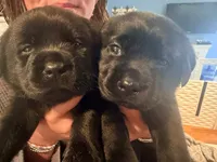 puppy 2 , a male Labrador Retriever for sale in Hampstead, NC – 2 of 3
