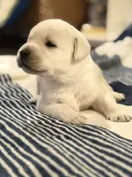 Yellow boy 4 , a male Labrador Retriever for sale in Hampstead, NC – 2 of 5