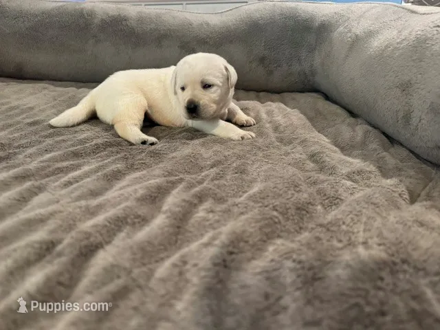 Yellow boy 3 – Labrador Retriever puppy for sale in Hampstead, NC