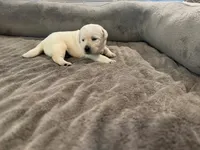 Yellow boy 3, a male Labrador Retriever for sale in Hampstead, NC – 3 of 6