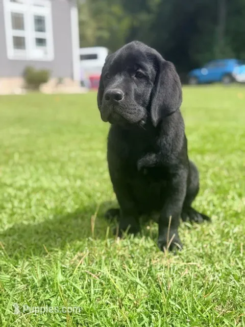 Black boy Charlie – Labrador Retriever puppy for sale in Hampstead, NC