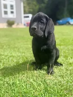 Black boy Charlie, a male Labrador Retriever for sale in Hampstead, NC – 1 of 8